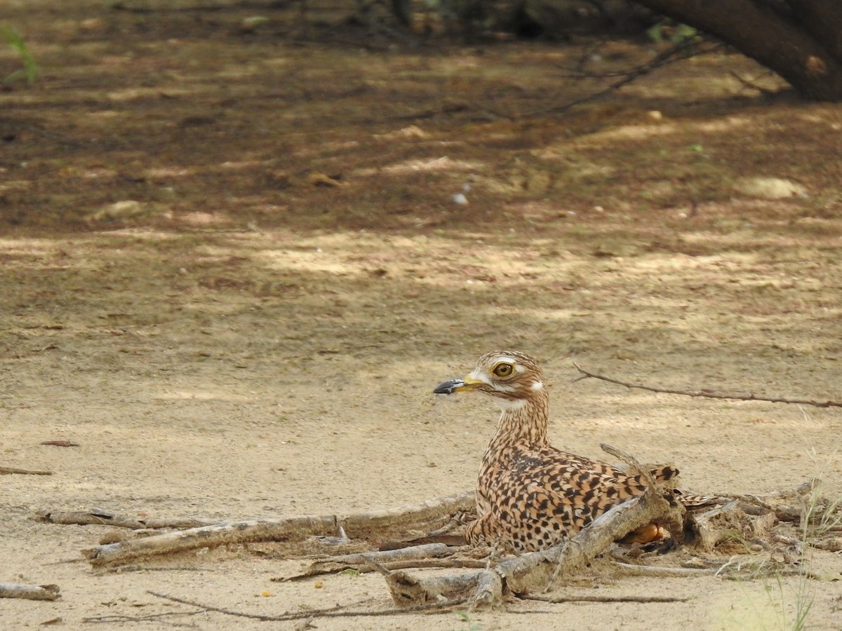 Spotted Thick-knee - ML237440471