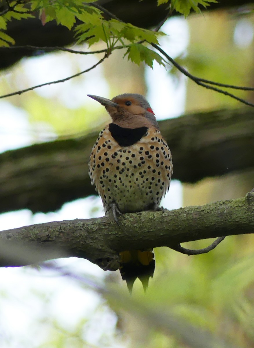 Northern Flicker - ML237442071