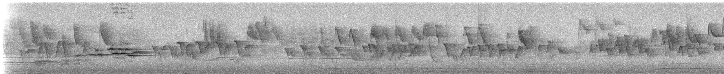 White-tailed Robin - ML237443