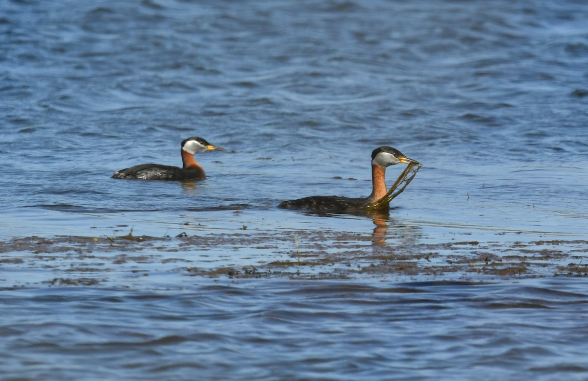 Red-necked Grebe - ML237443511