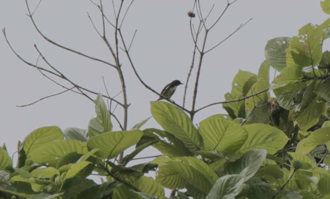 Pygmy Flowerpecker - ML237443701