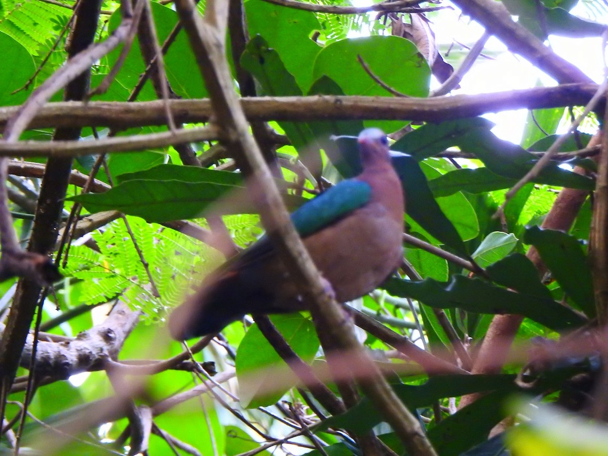 Asian Emerald Dove - Afsar Nayakkan