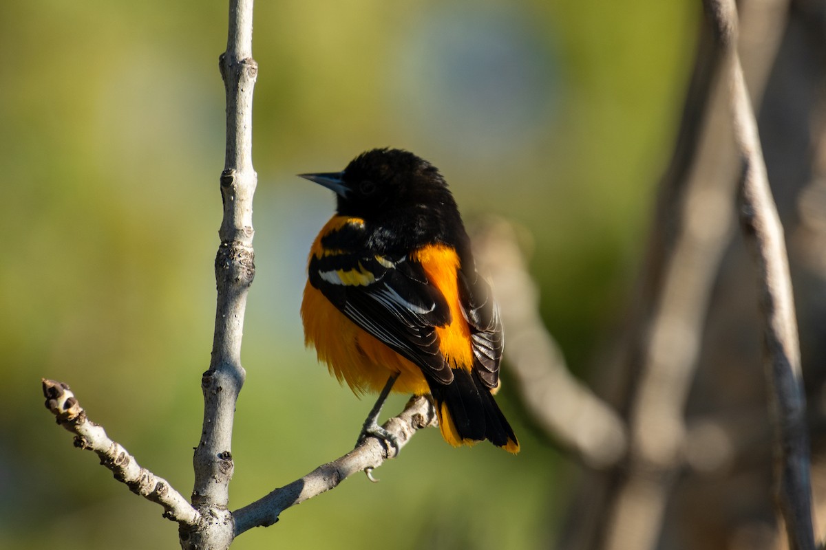 Baltimore Oriole - ML237446181