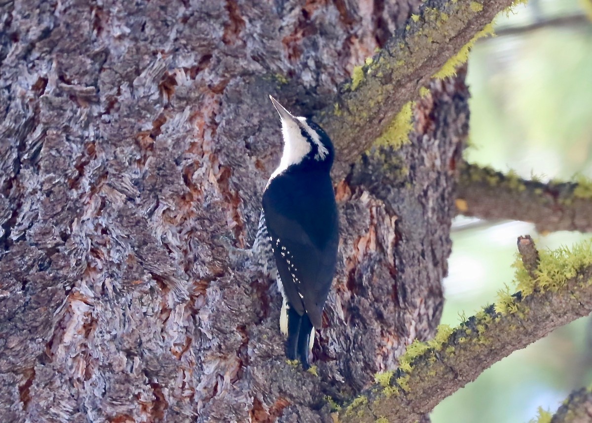 Black-backed Woodpecker - Ron Pozzi