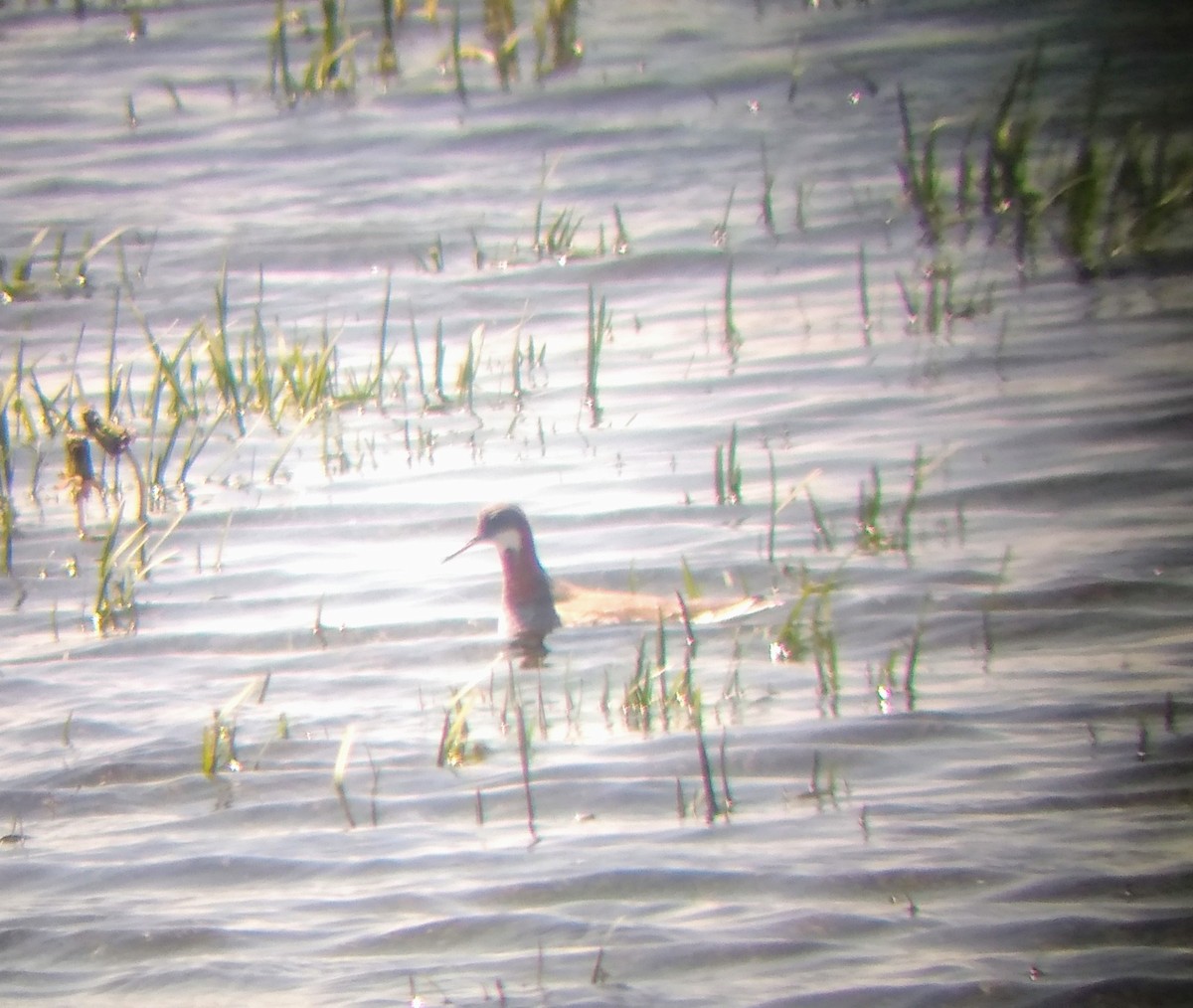 svømmesnipe - ML237448251