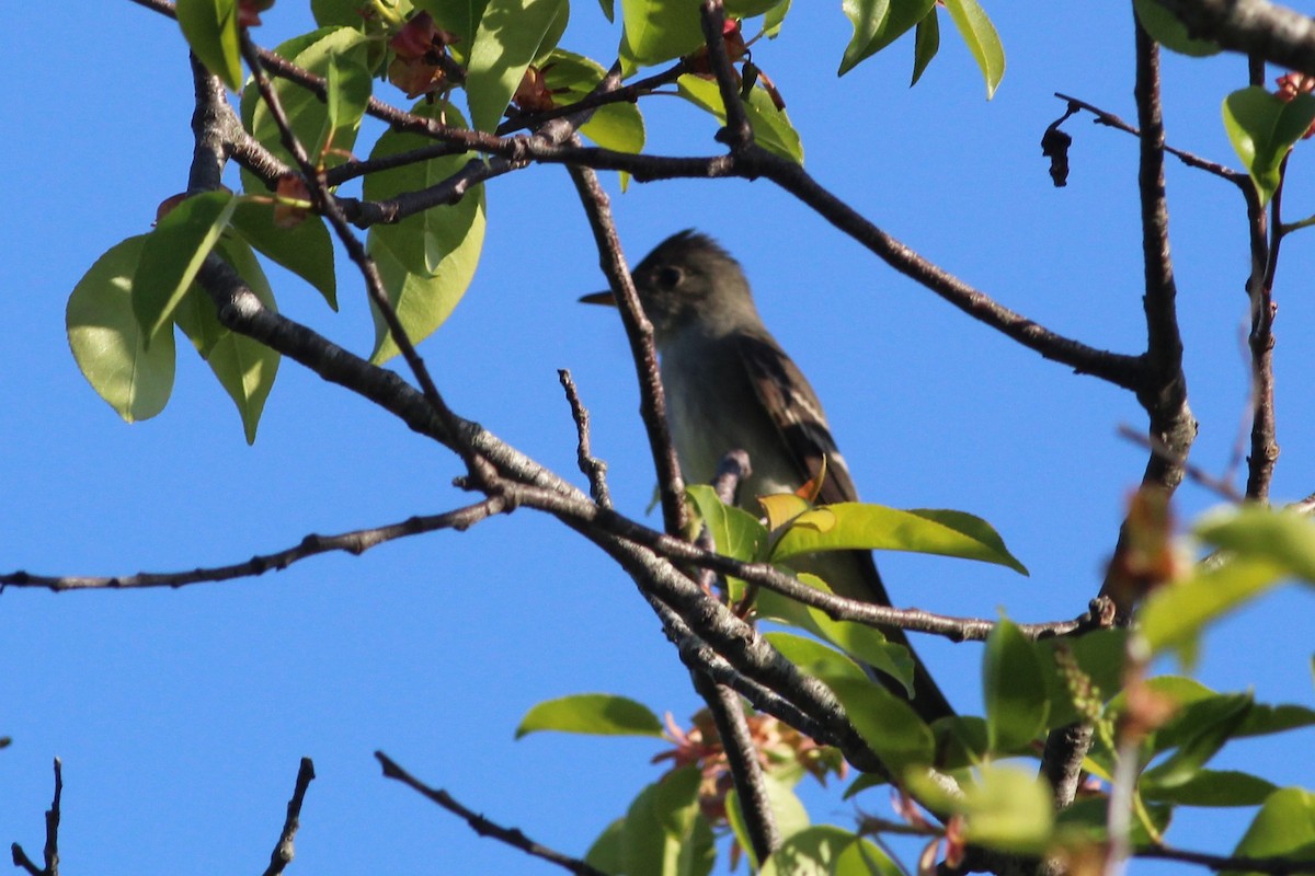 Eastern Wood-Pewee - ML237448641