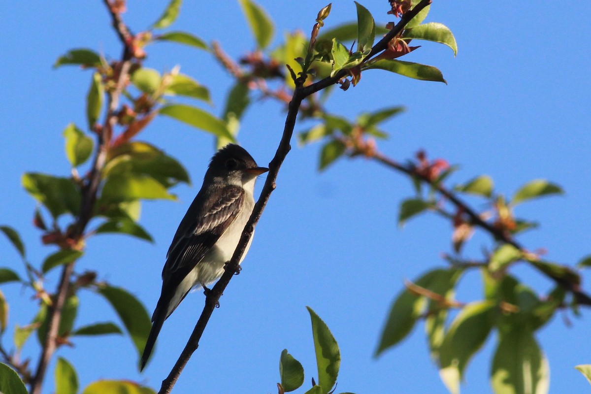 Eastern Wood-Pewee - ML237448651