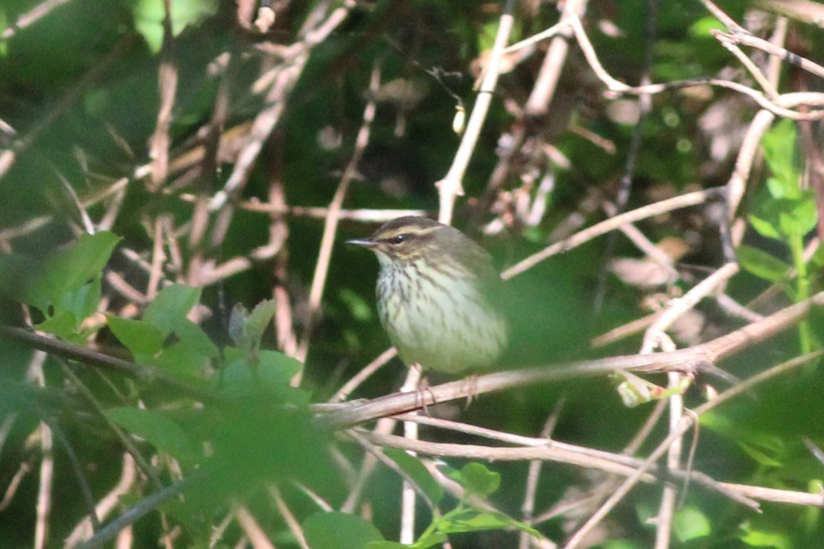 Northern Waterthrush - ML237448741