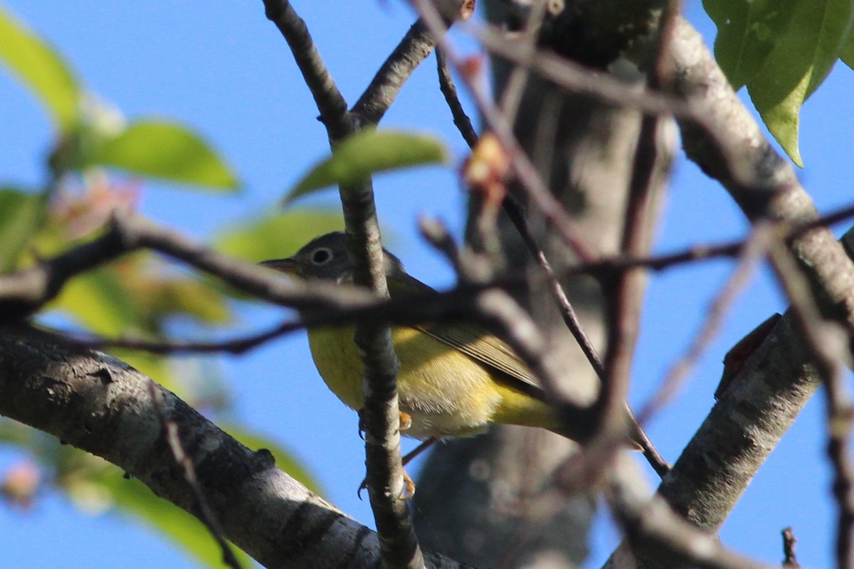 Nashville Warbler - ML237448801