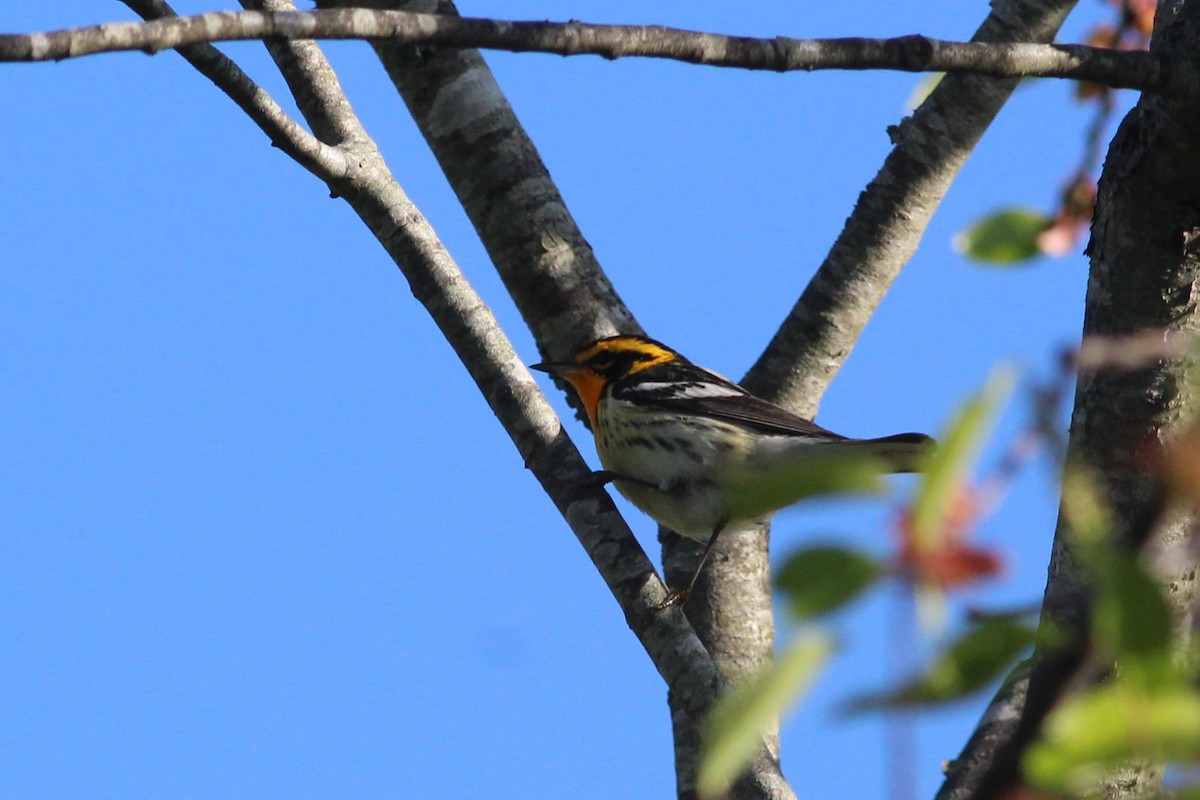 Blackburnian Warbler - ML237448811