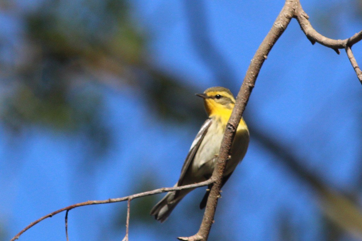 Blackburnian Warbler - ML237448821