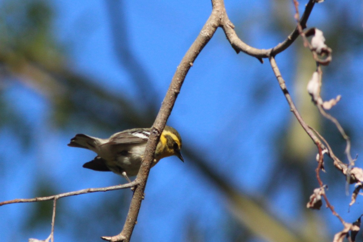 Blackburnian Warbler - ML237448831