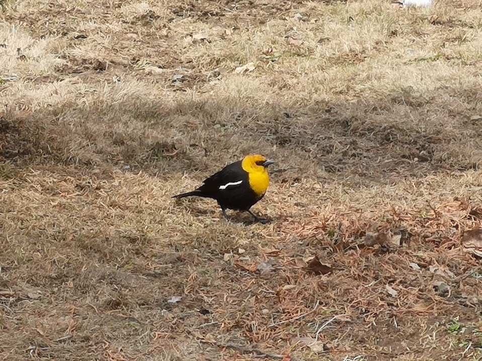 Yellow-headed Blackbird - Andreas Scherrer