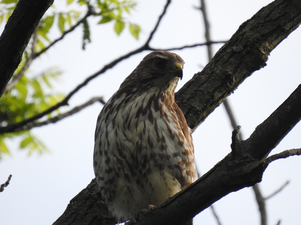 Broad-winged Hawk - ML237449981