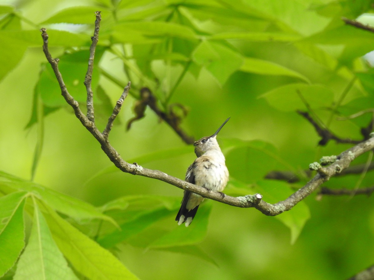 Ruby-throated Hummingbird - ML237450041