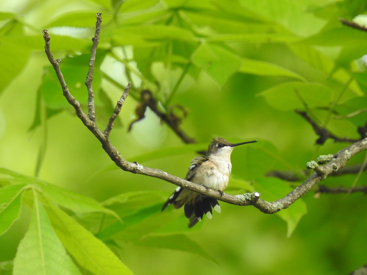 Ruby-throated Hummingbird - ML237450051