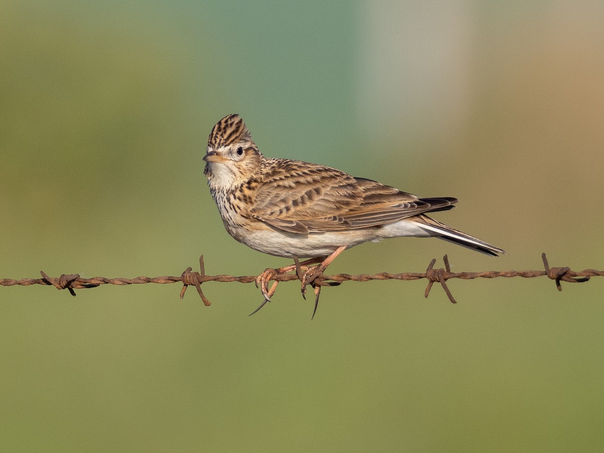 Eurasian Skylark - ML237451951