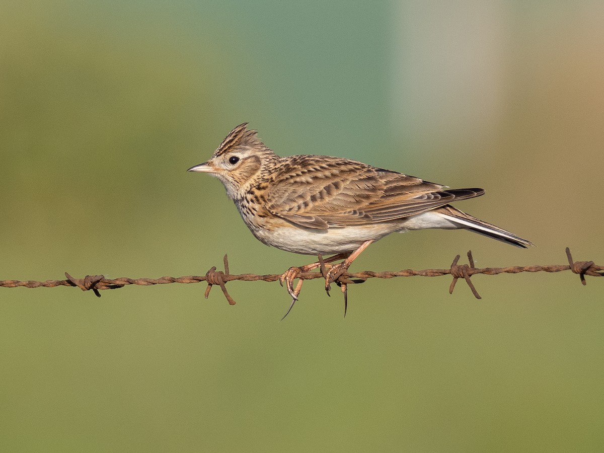 Eurasian Skylark - Peter Kennerley