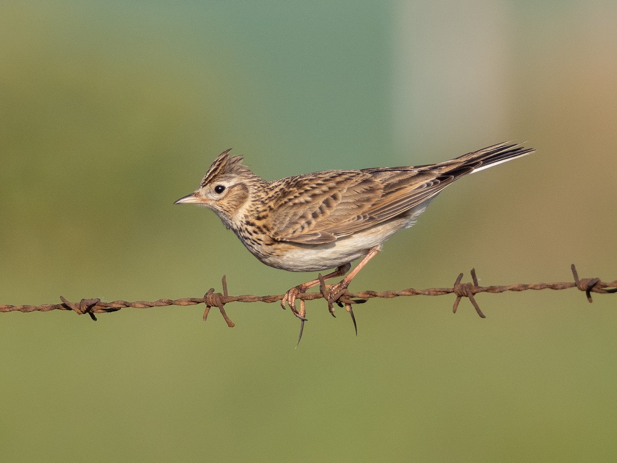 Eurasian Skylark - ML237452201