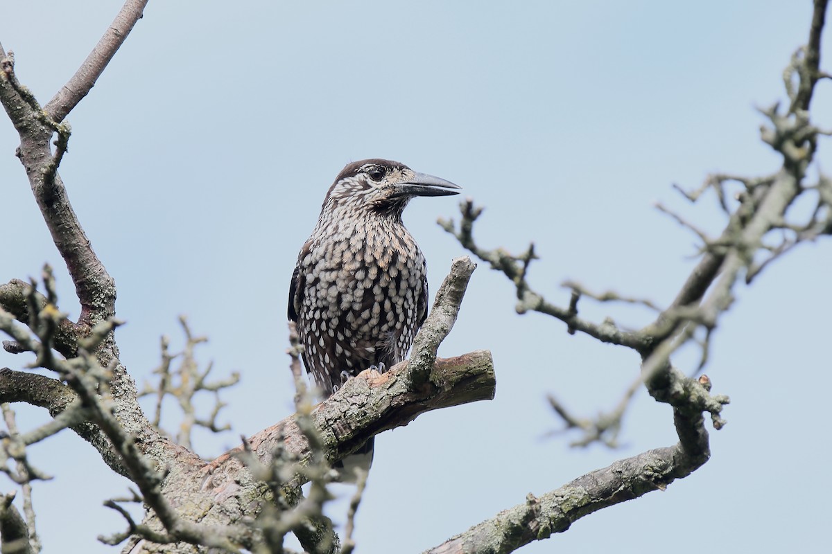 Eurasian Nutcracker (Northern) - ML237453121