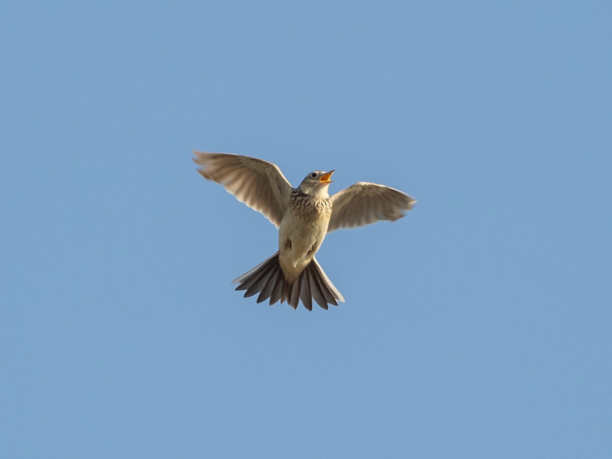 Eurasian Skylark - ML237453791