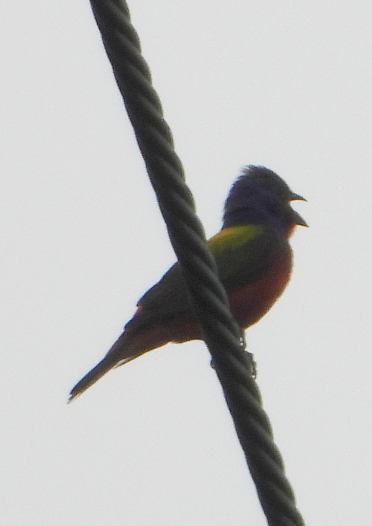 Painted Bunting - ML237454121
