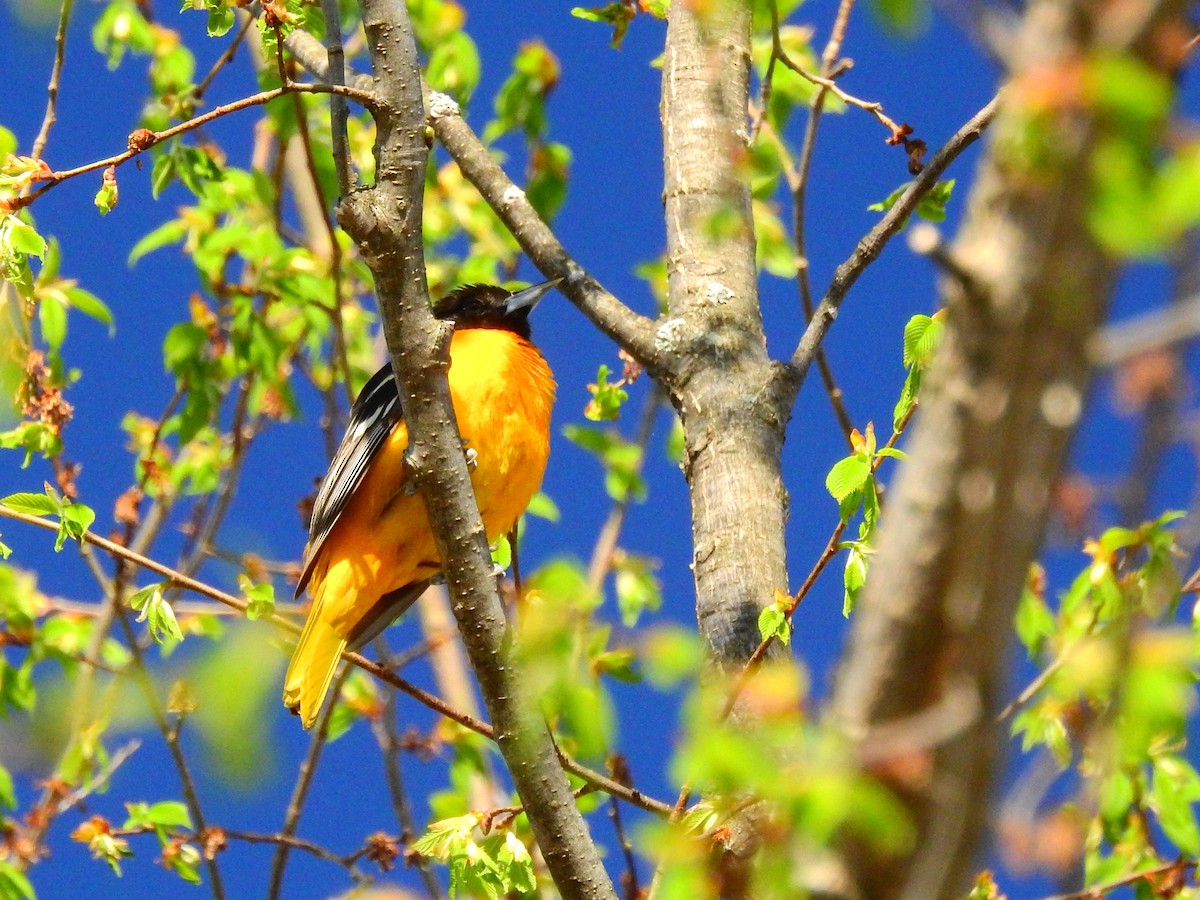 Baltimore Oriole - ML237455971