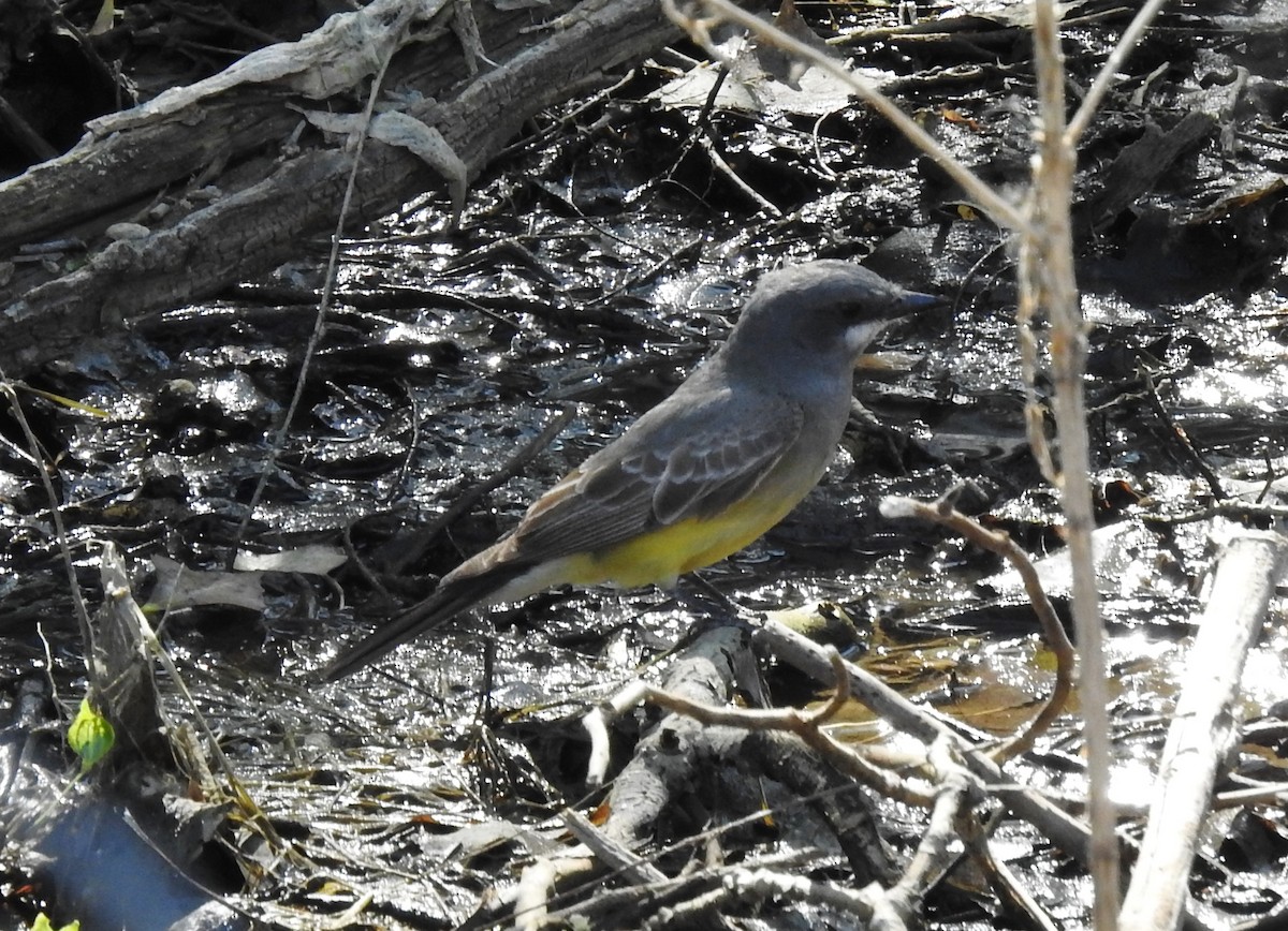 Cassin's Kingbird - Steve Hosmer