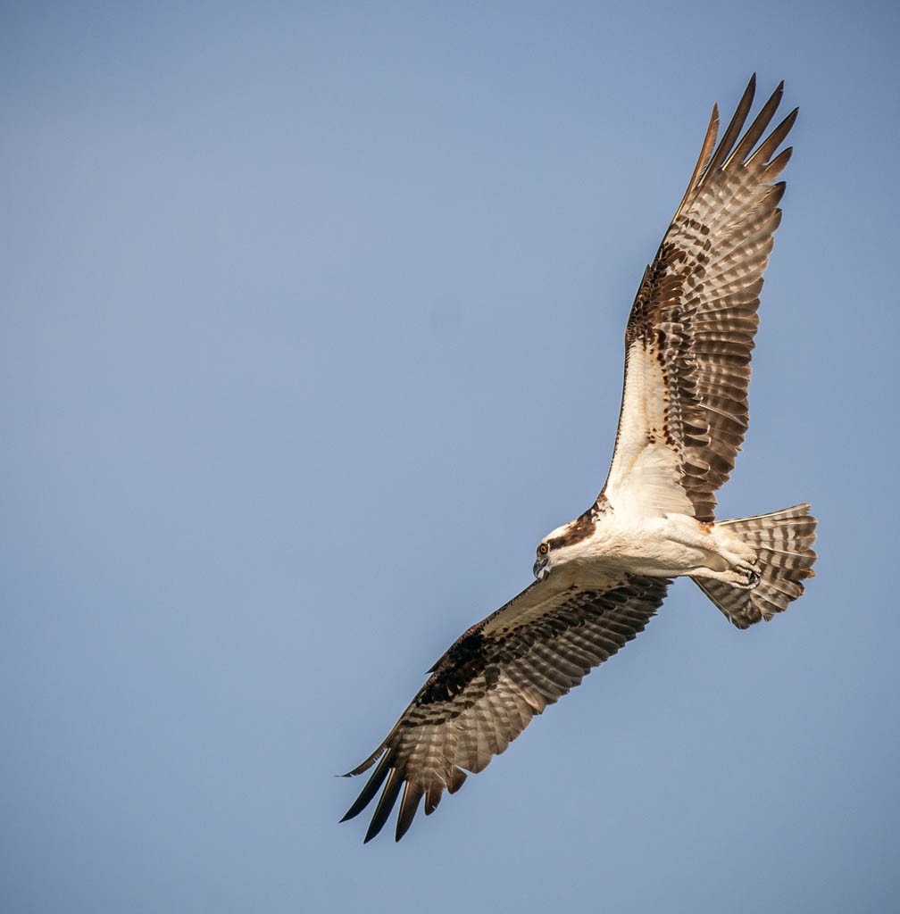 Águila Pescadora - ML237456421