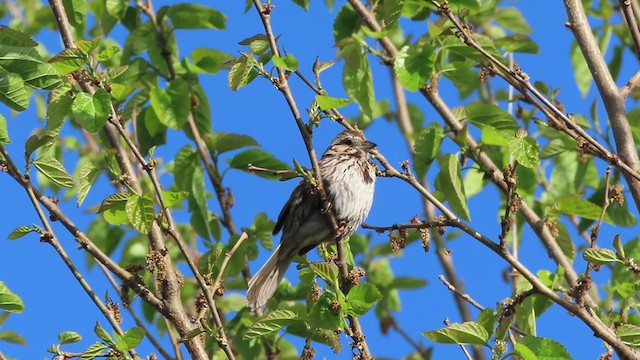 Song Sparrow - ML237457141