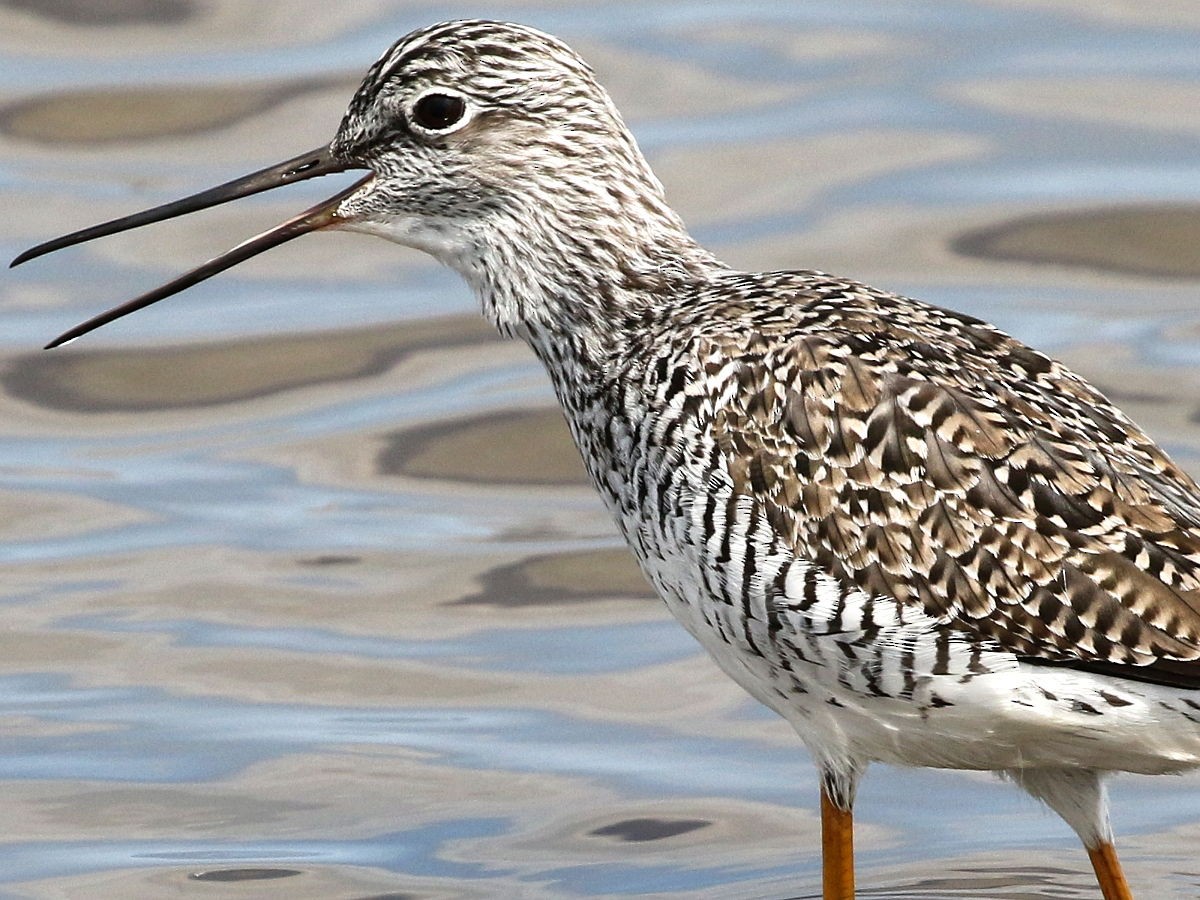 Greater Yellowlegs - ML237458051