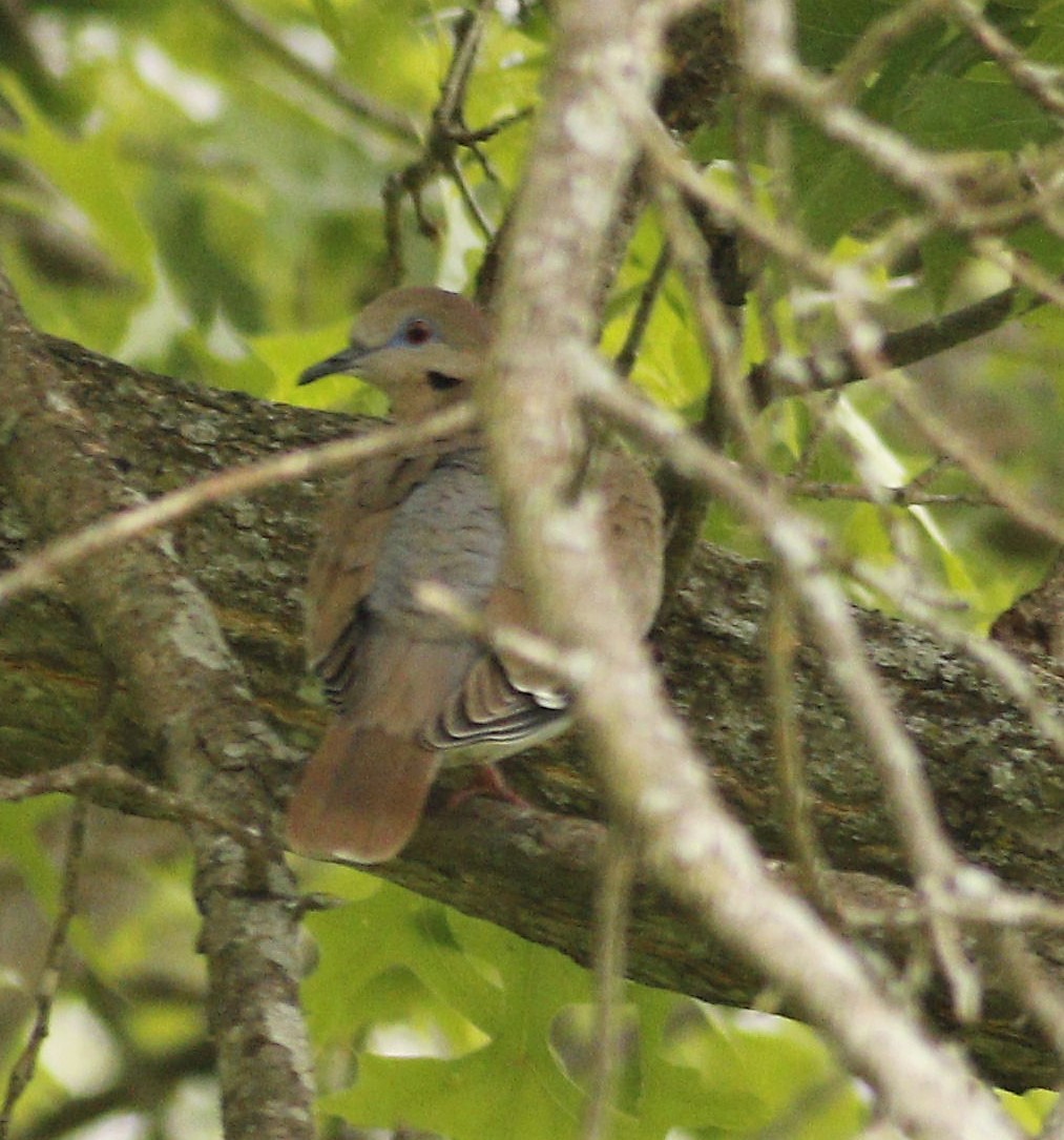 White-winged Dove - ML237458121