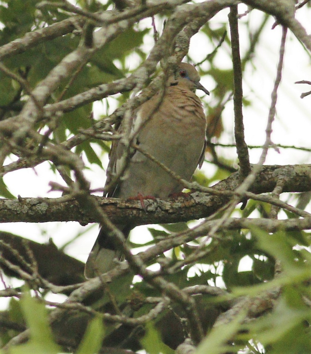 White-winged Dove - ML237458131