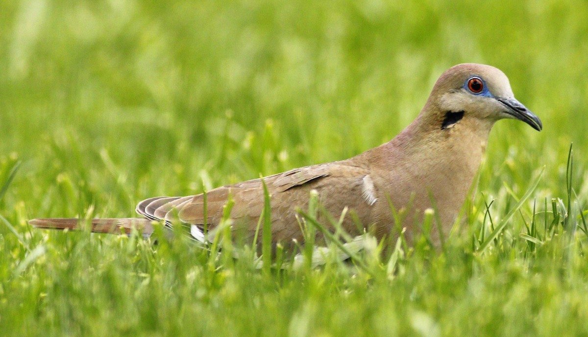 White-winged Dove - ML237458151