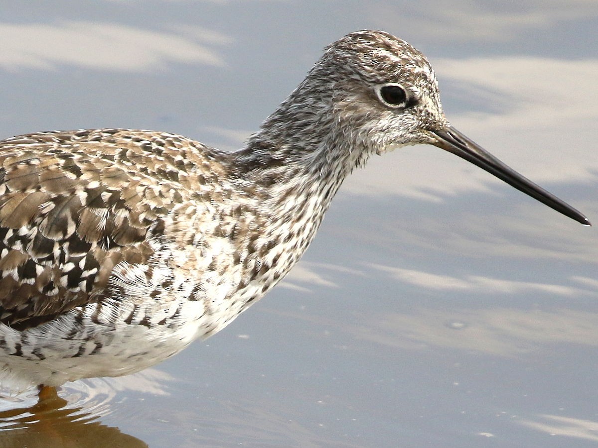 Greater Yellowlegs - ML237458161