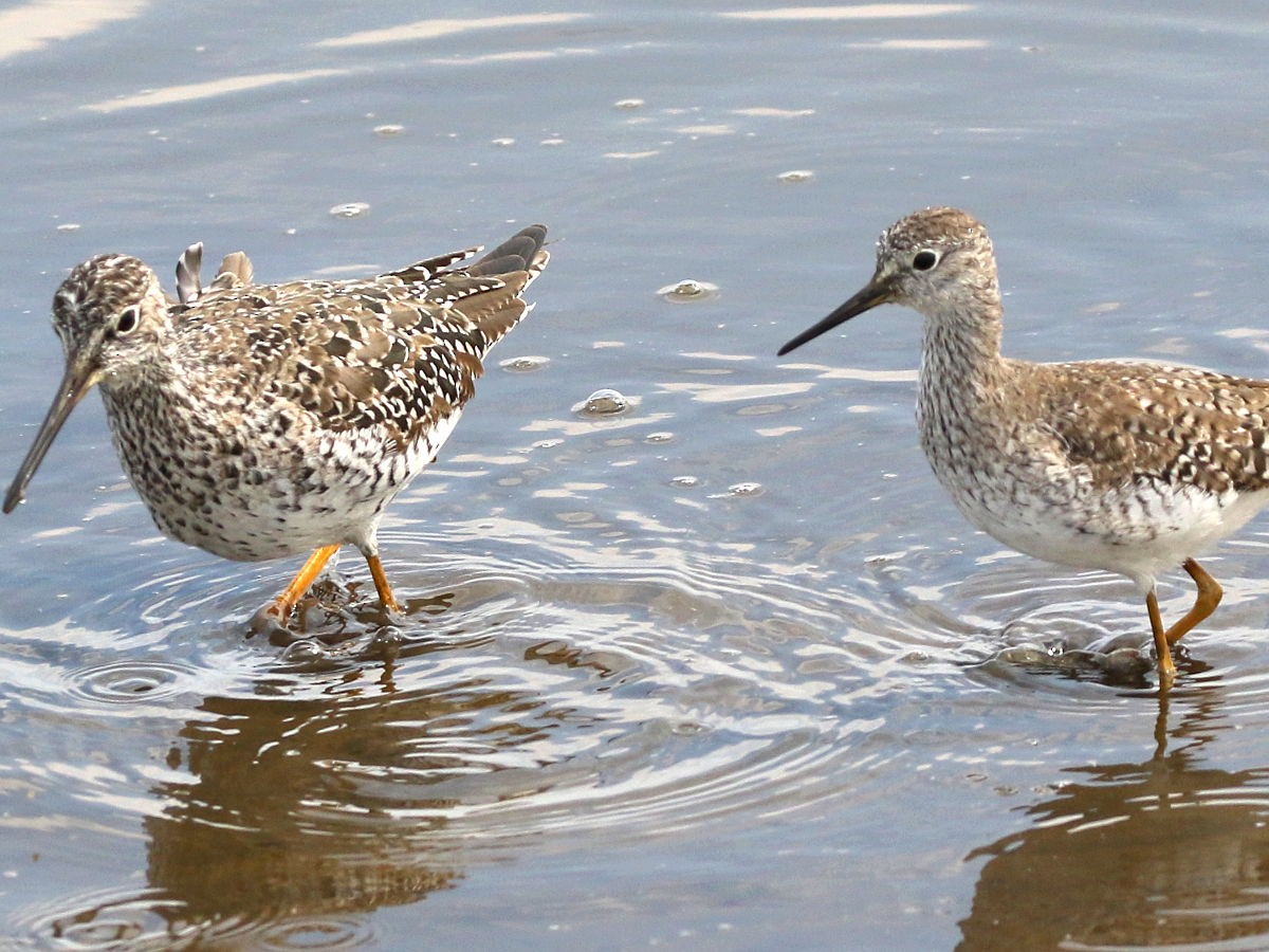 Greater Yellowlegs - ML237458201