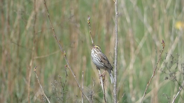 Savannah Sparrow - ML237458251