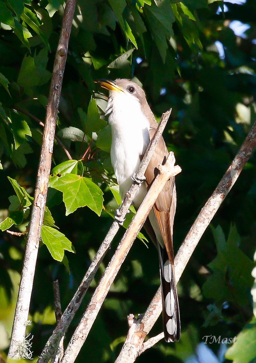 Yellow-billed Cuckoo - ML237458641