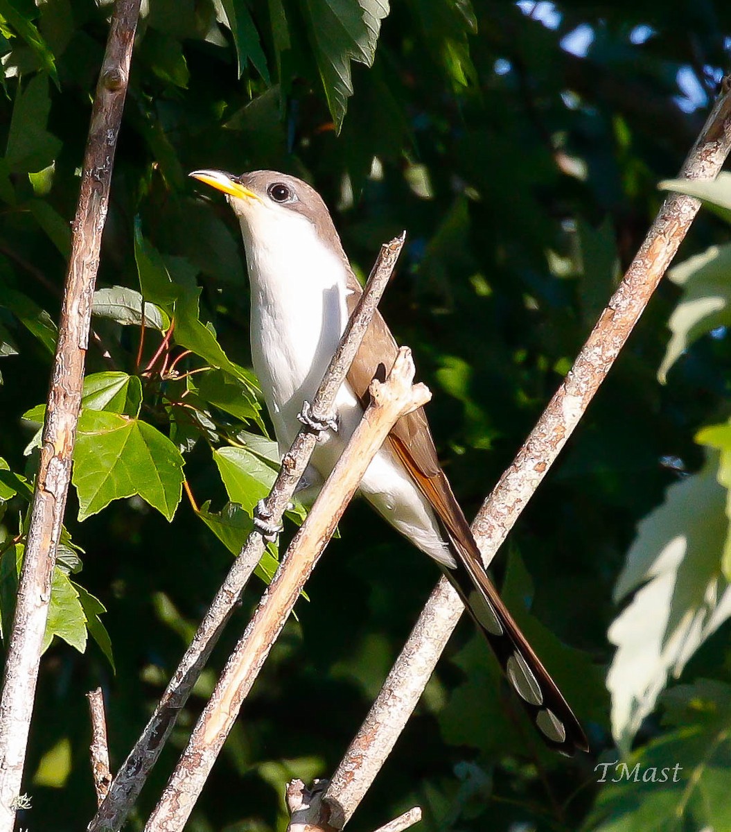 Yellow-billed Cuckoo - ML237458651