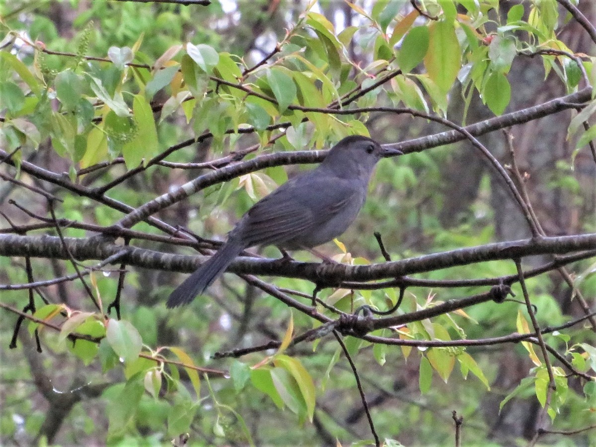 Gray Catbird - ML237458921