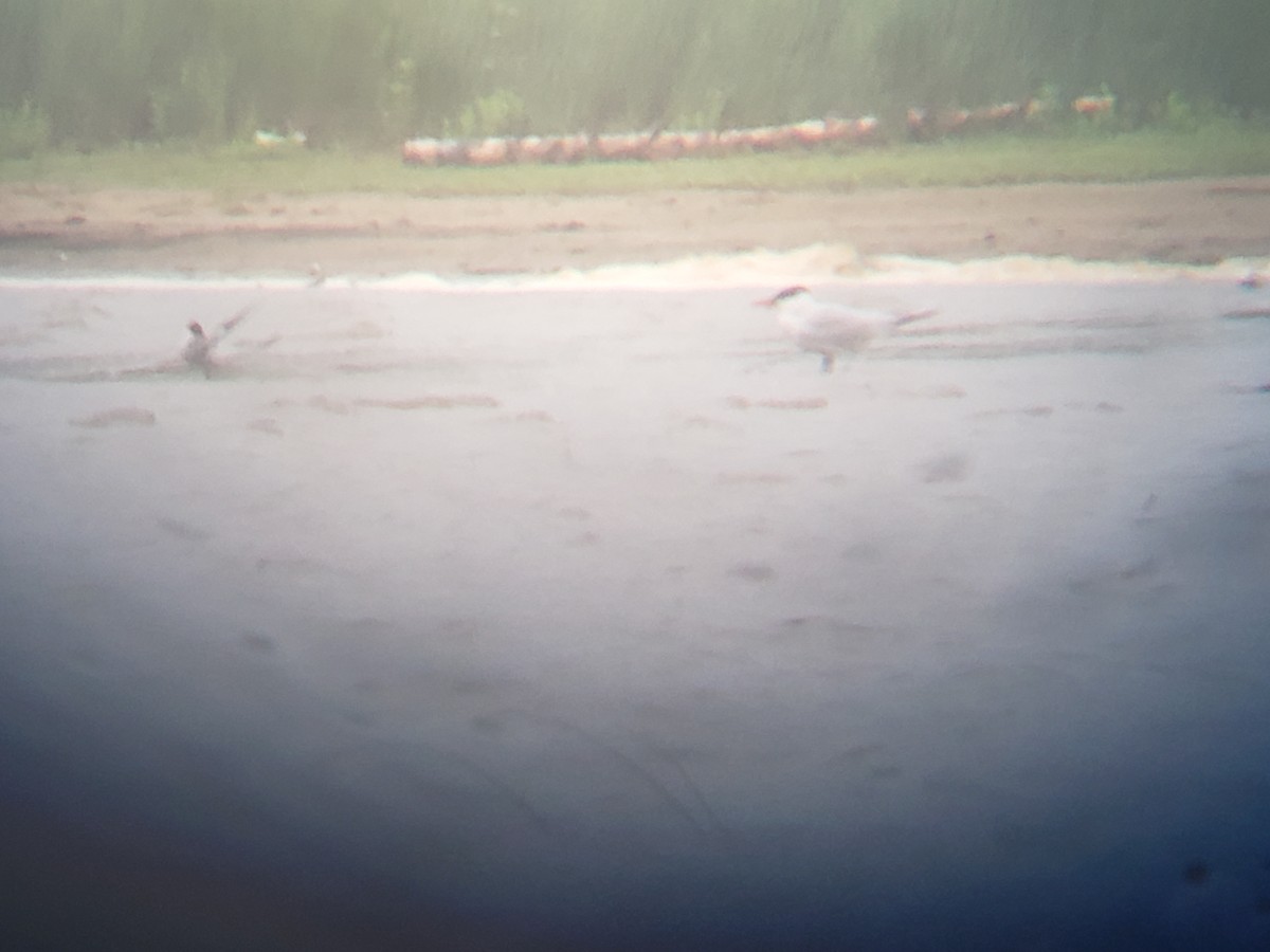 Common Tern - ML237461241