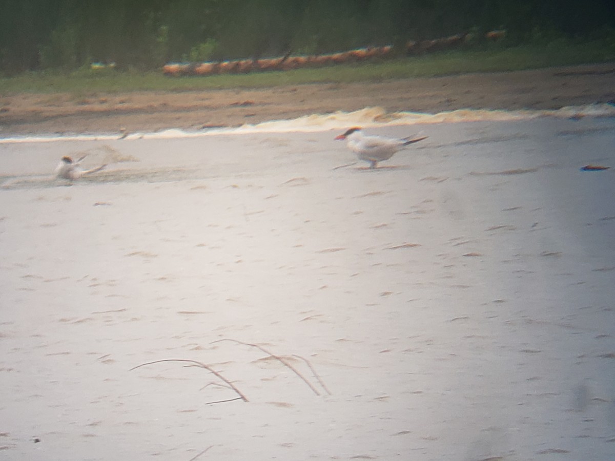 Common Tern - ML237461311