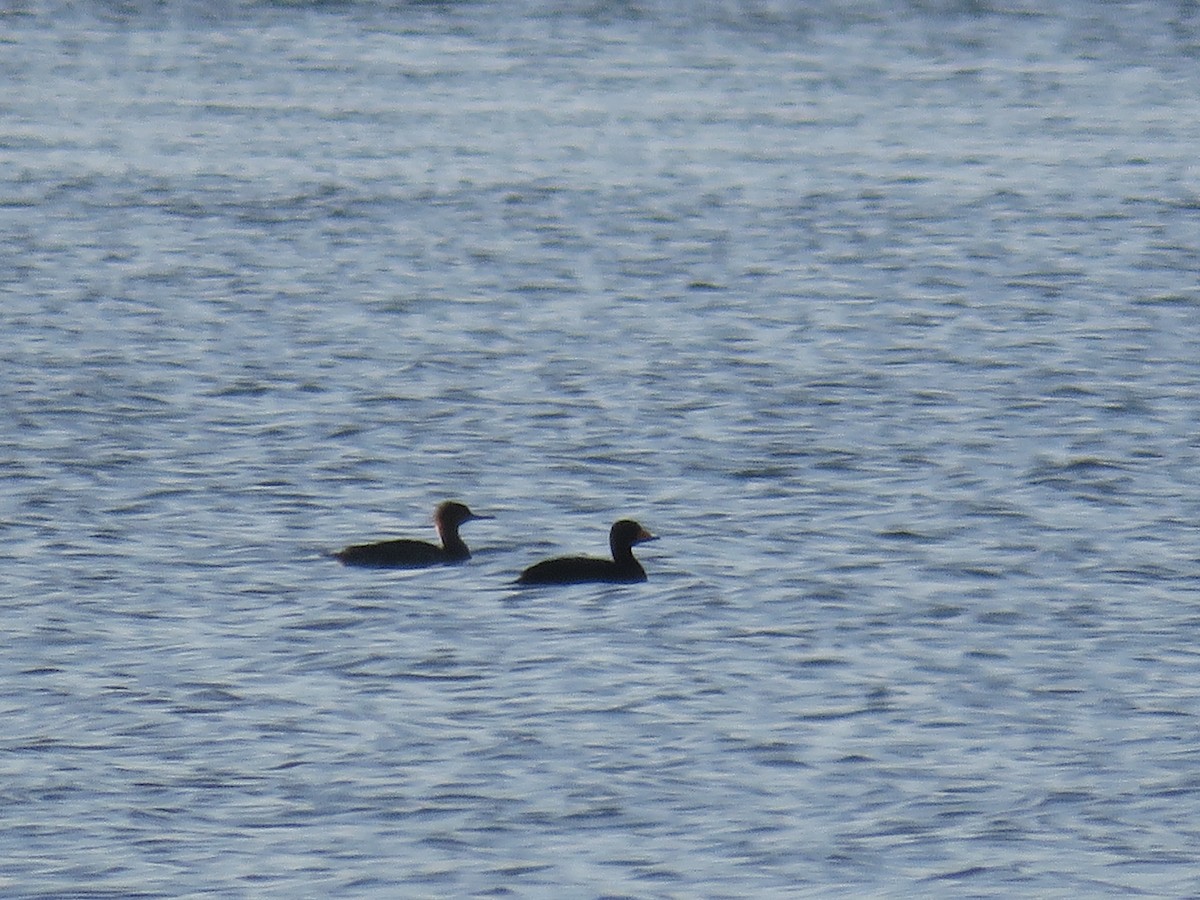 Black Scoter - ML237461881