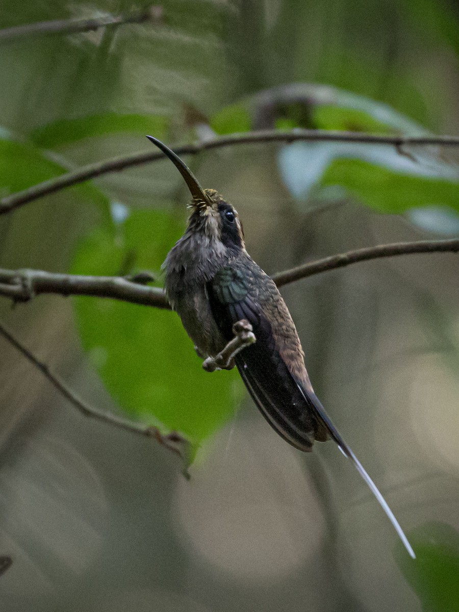 Scale-throated Hermit - Eden Fontes