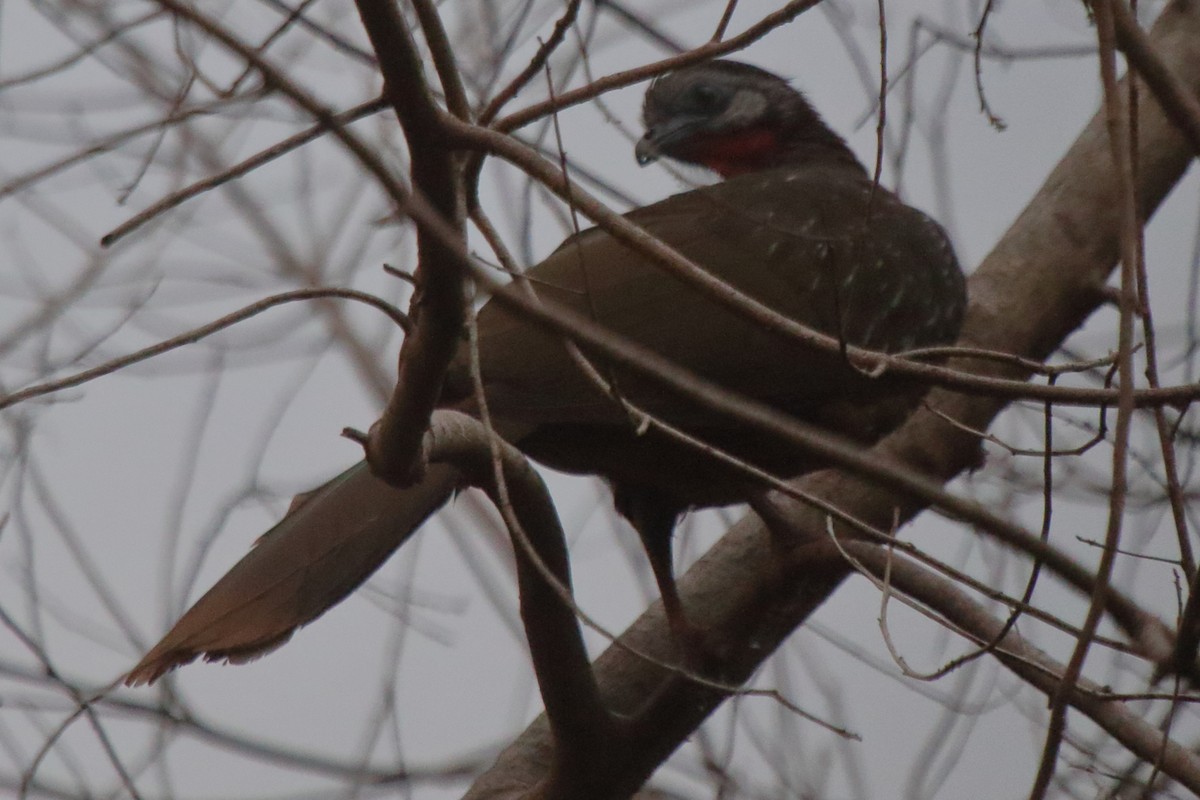 Band-tailed Guan - Fabio Olmos