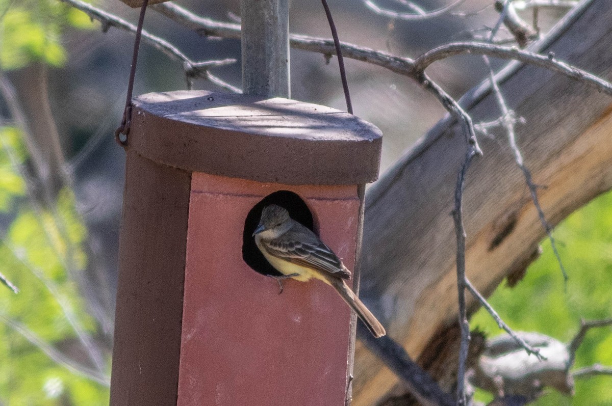 Dusky-capped Flycatcher - ML237464371