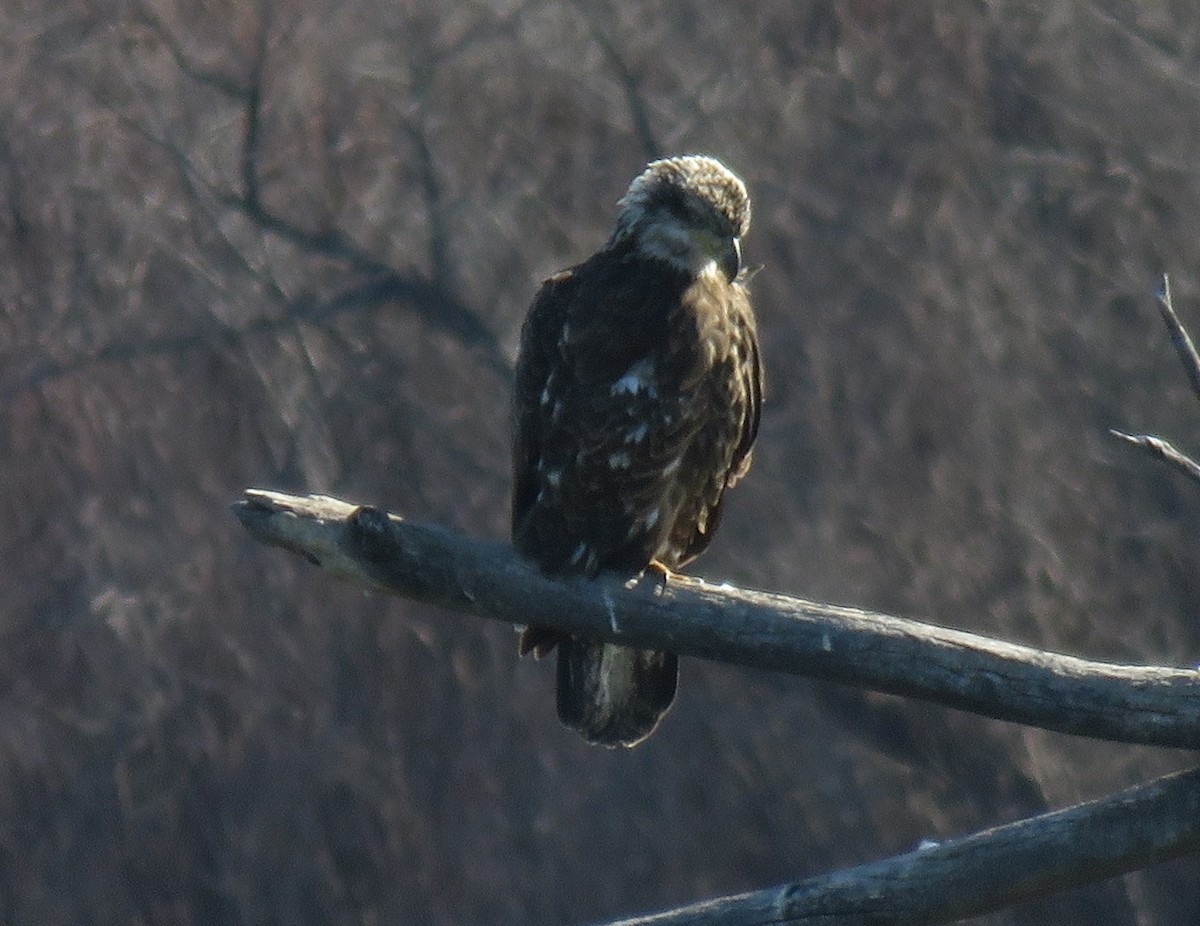 Bald Eagle - Jan Thom