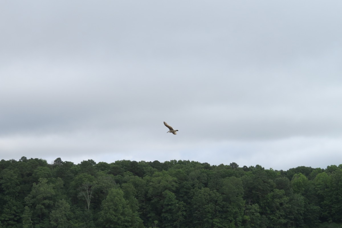 Herring Gull (American) - ML237465051