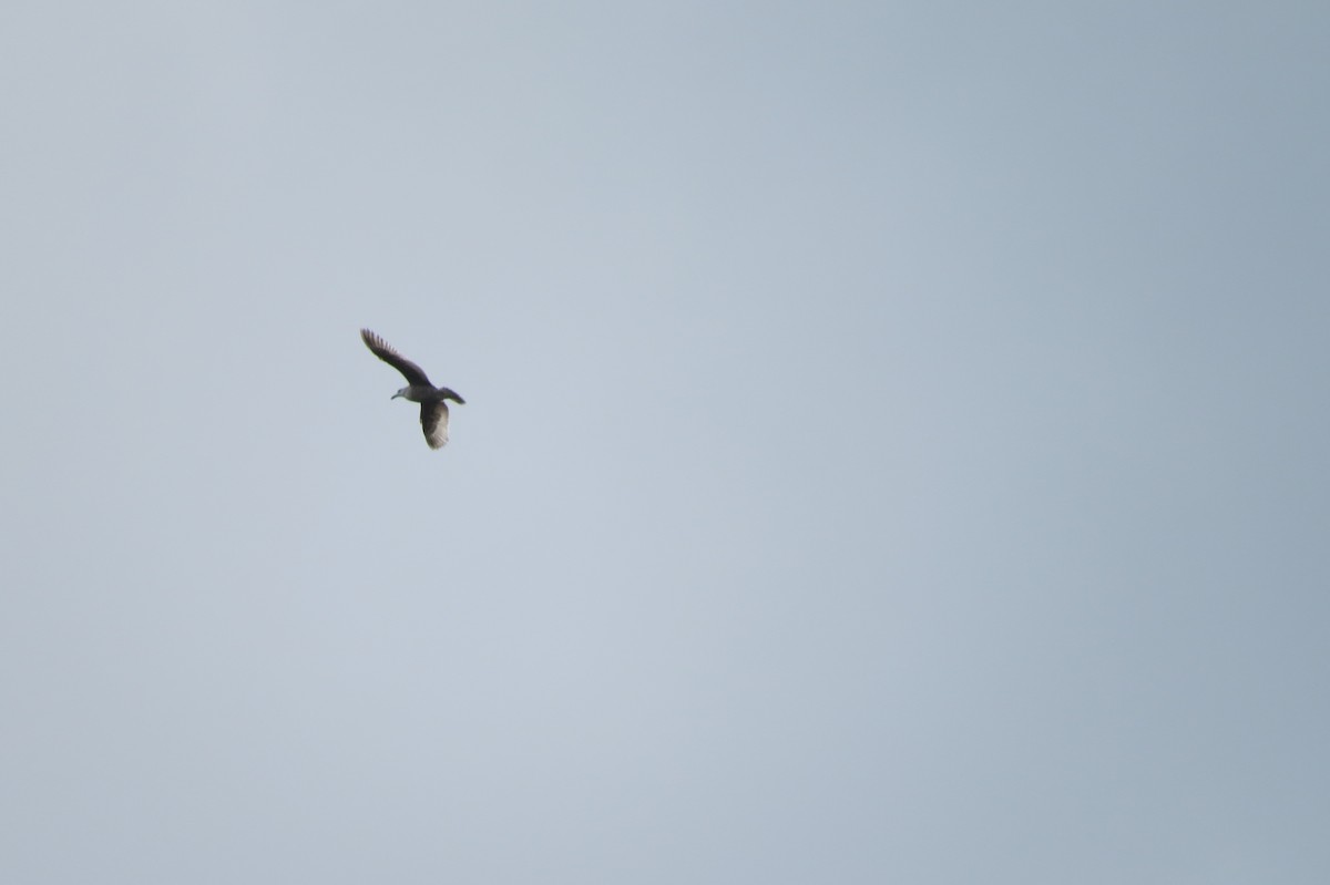 Herring Gull (American) - ML237465061