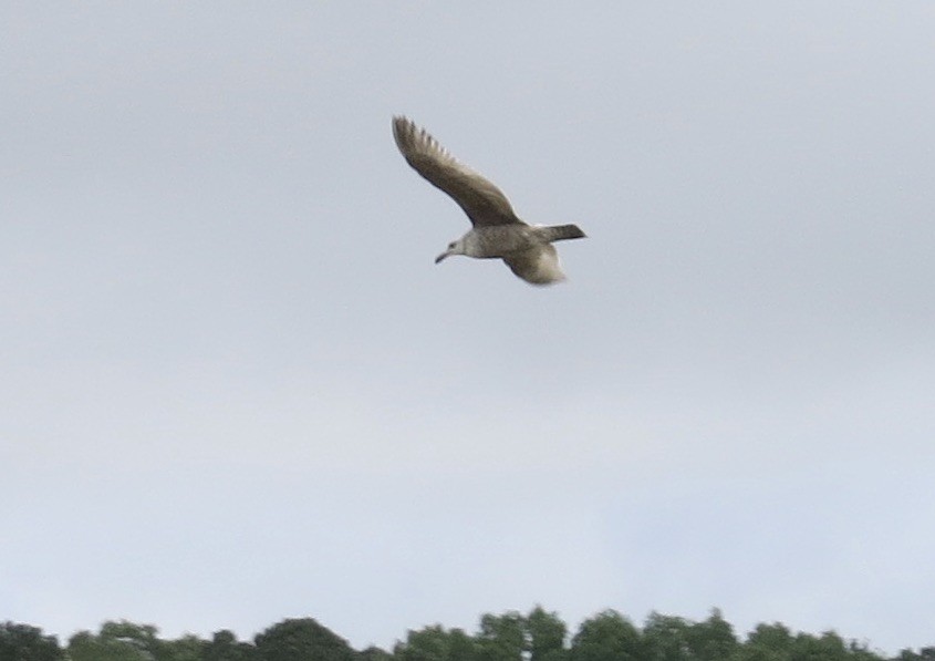 Herring Gull (American) - ML237465971